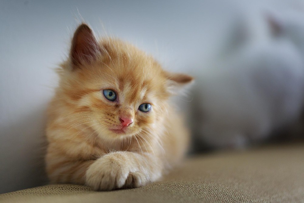 猫 ELSIA试剂盒