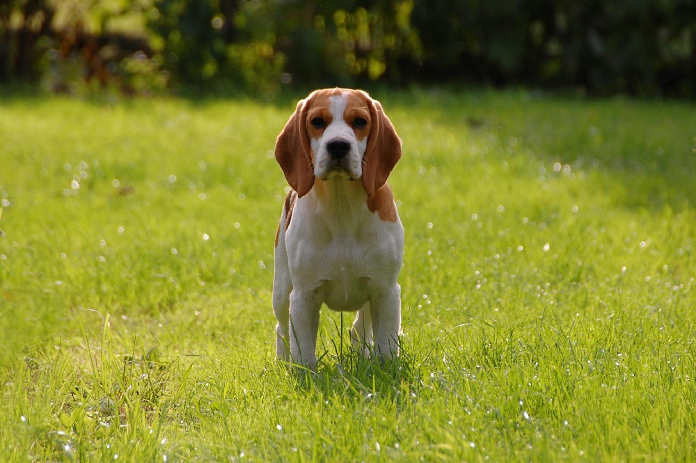 犬 ELISA试剂盒